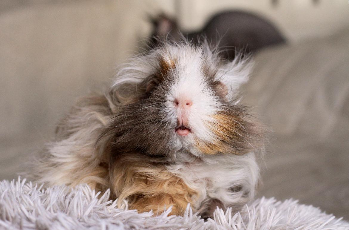 Marsvin Sikoto's Guss billede 10