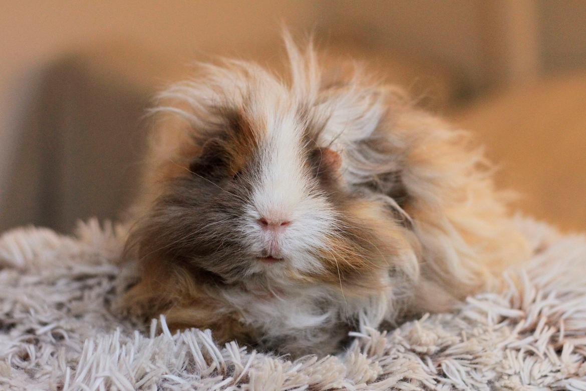 Marsvin Sikoto's Guss billede 11