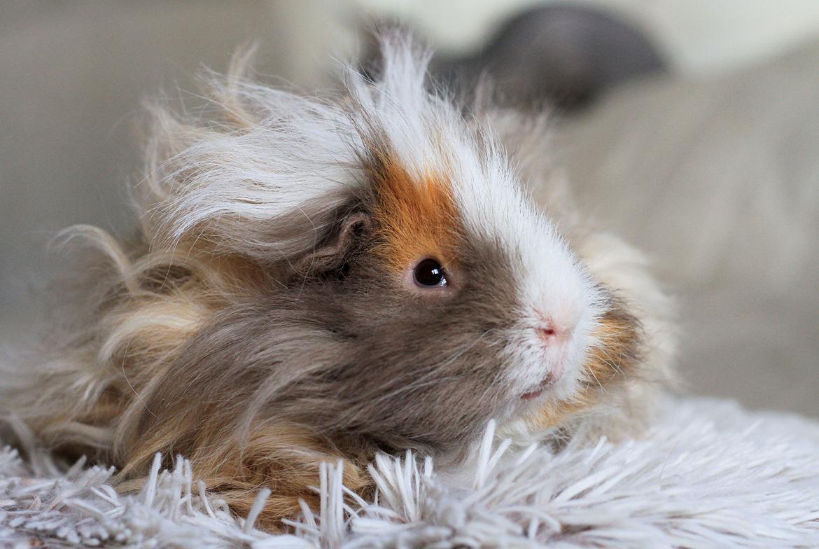 Marsvin Sikoto's Guss billede 15