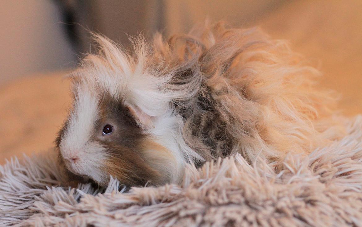 Marsvin Sikoto's Guss billede 12