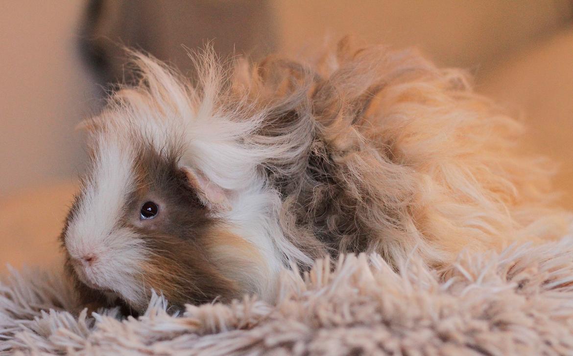 Marsvin Sikoto's Guss billede 14