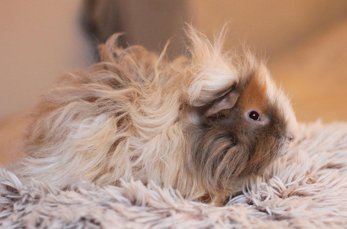 Marsvin Sikoto's Guss billede 17