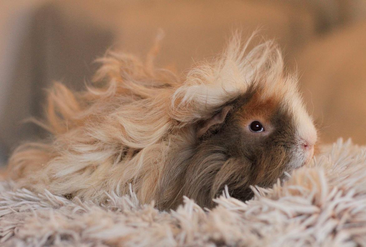 Marsvin Sikoto's Guss billede 18