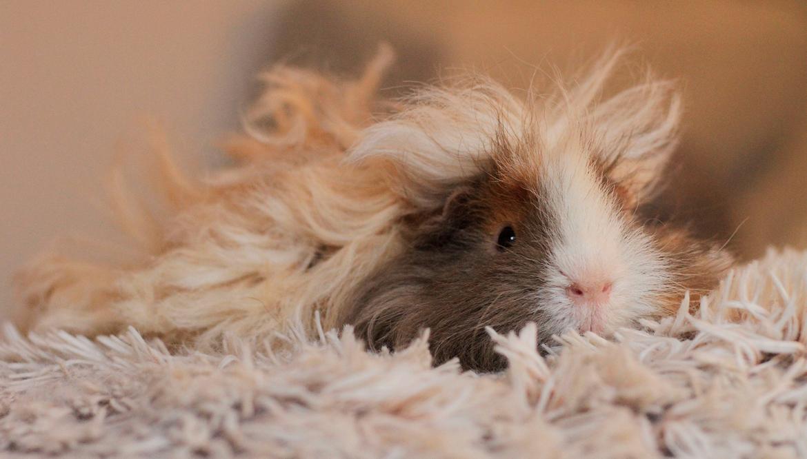 Marsvin Sikoto's Guss billede 19