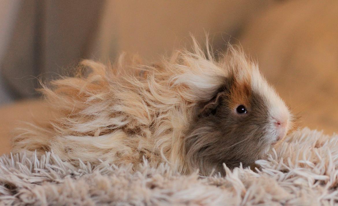 Marsvin Sikoto's Guss billede 20