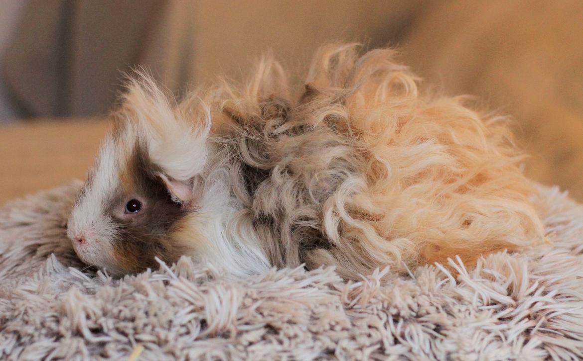 Marsvin Sikoto's Guss billede 21