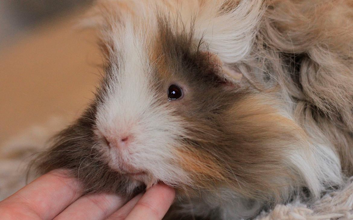 Marsvin Sikoto's Guss billede 22