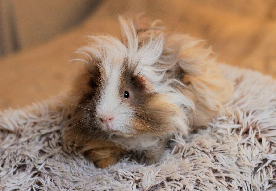 Marsvin Sikoto's Guss billede 23