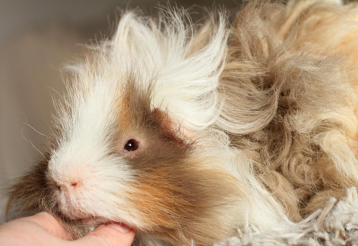 Marsvin Sikoto's Guss billede 24