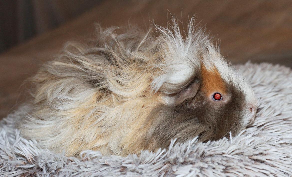 Marsvin Sikoto's Guss billede 16