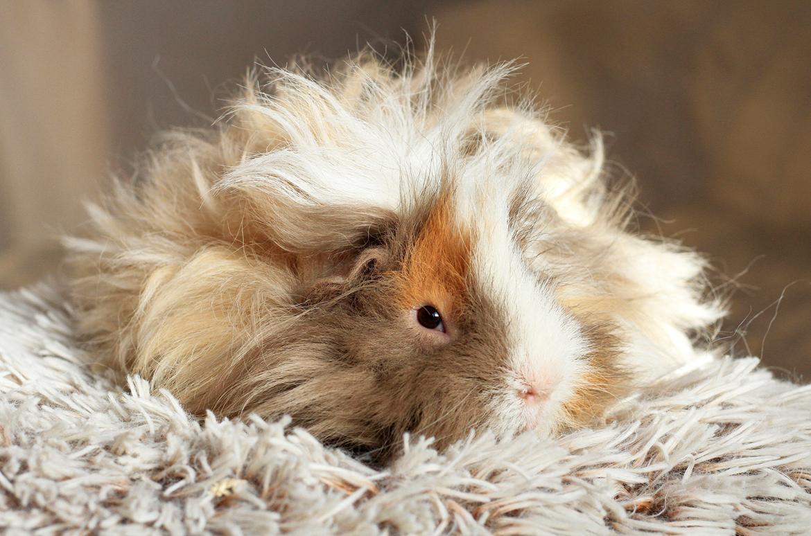 Marsvin Sikoto's Guss billede 26