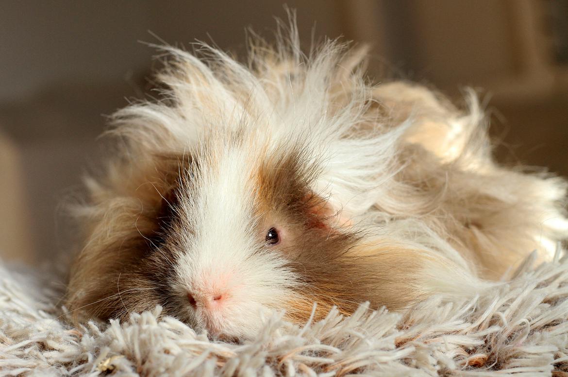 Marsvin Sikoto's Guss billede 25