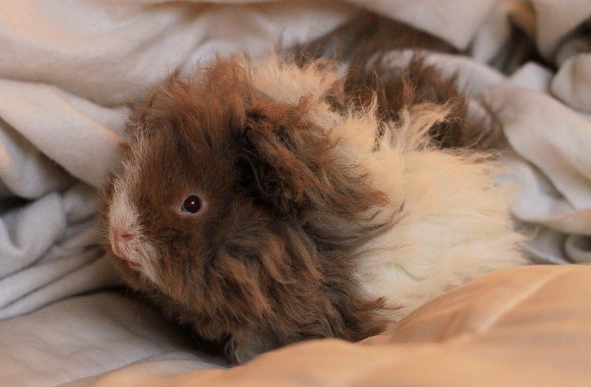 Marsvin Dramaqueen's Therapigs Glamour (SE) billede 1