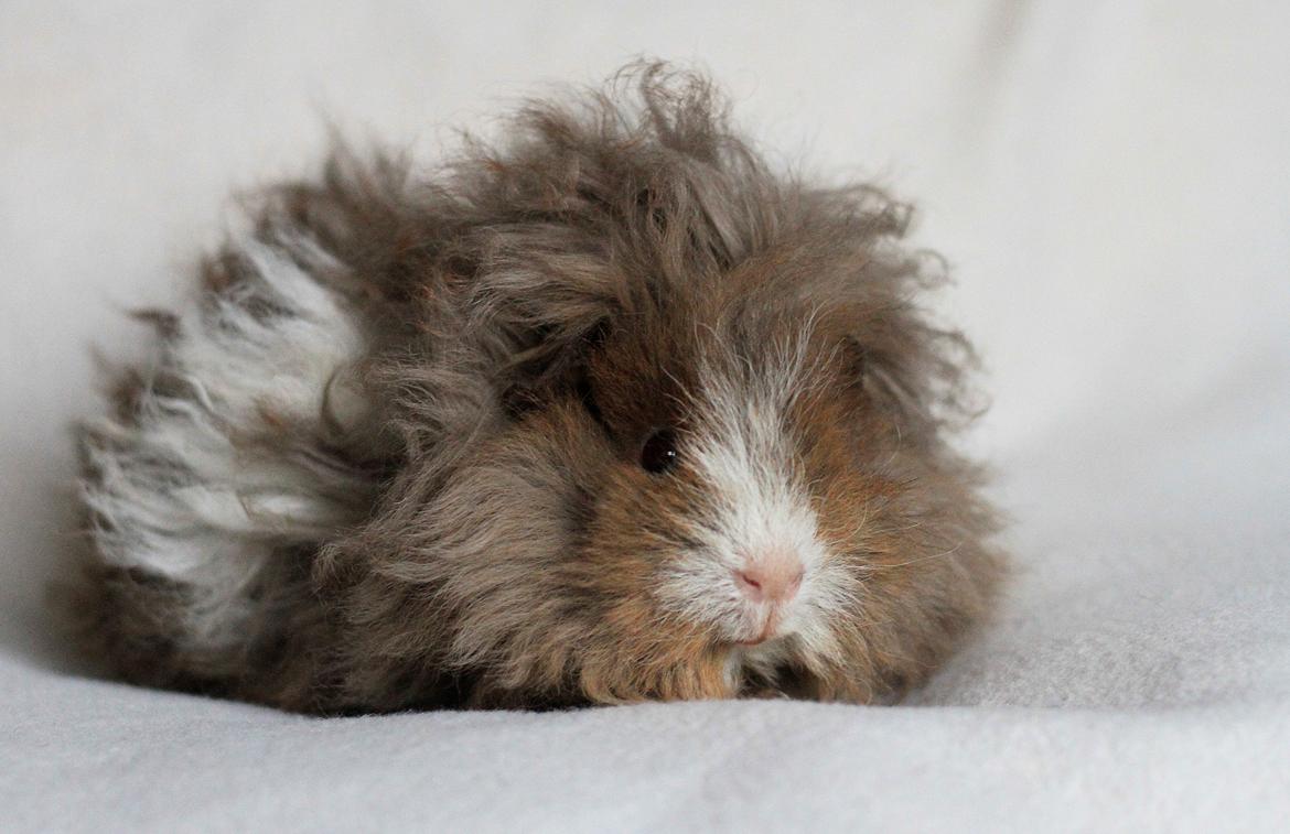 Marsvin Dramaqueen's Therapigs Glamour (SE) billede 2