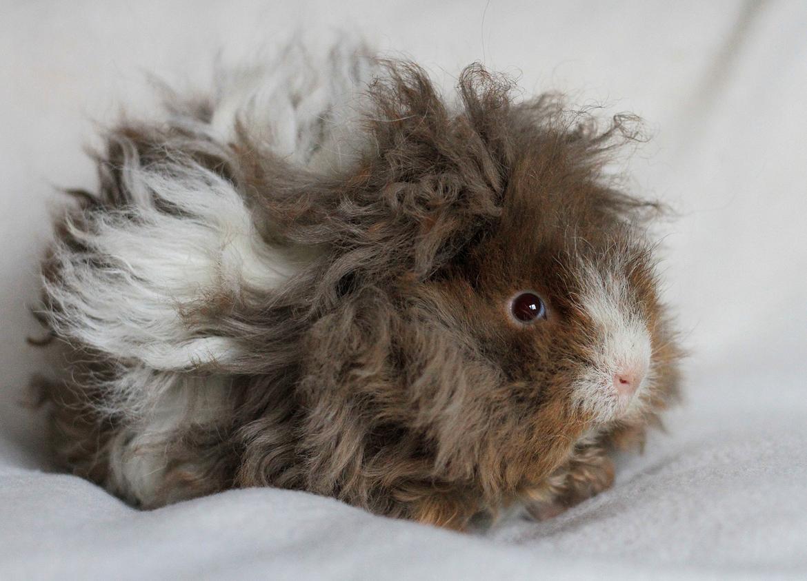 Marsvin Dramaqueen's Therapigs Glamour (SE) billede 4