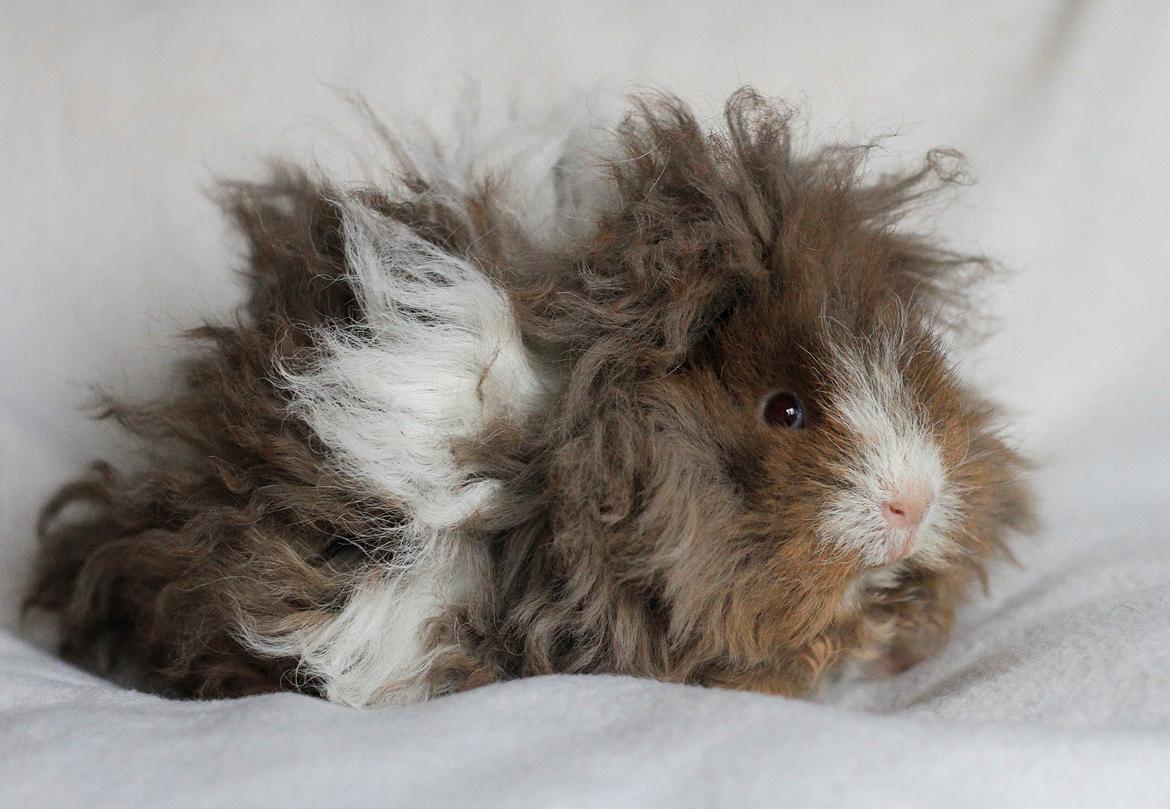 Marsvin Dramaqueen's Therapigs Glamour (SE) billede 5