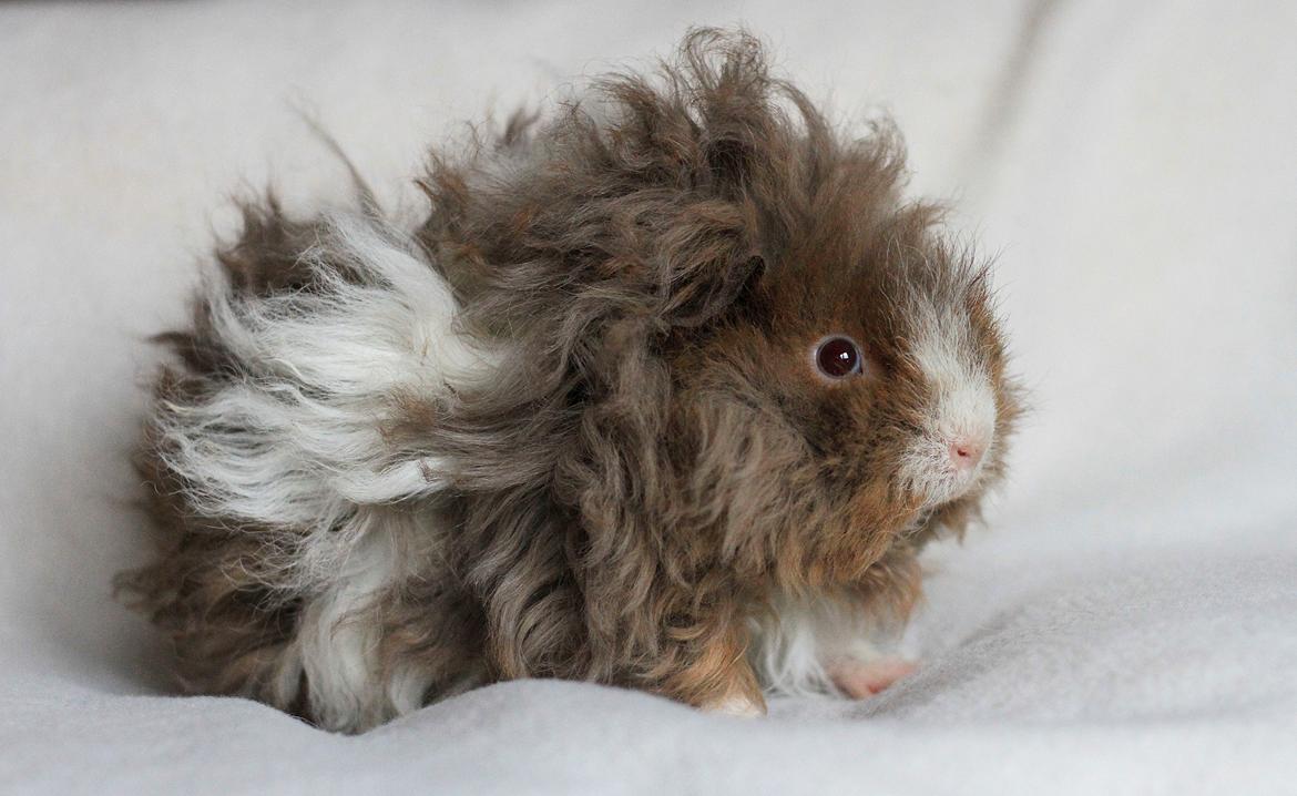 Marsvin Dramaqueen's Therapigs Glamour (SE) billede 3