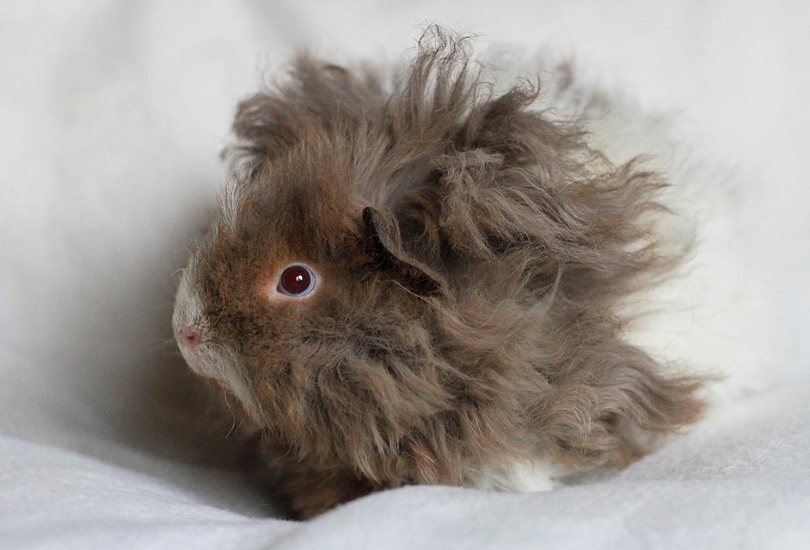 Marsvin Dramaqueen's Therapigs Glamour (SE) billede 7