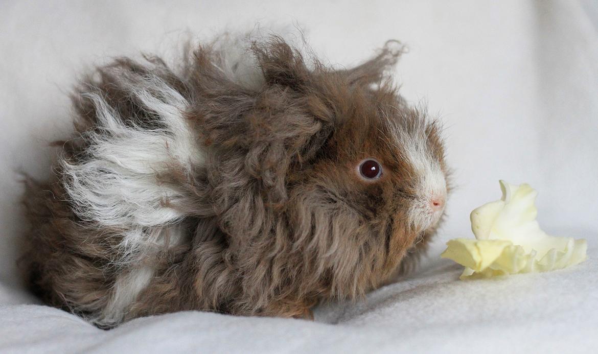 Marsvin Dramaqueen's Therapigs Glamour (SE) billede 8