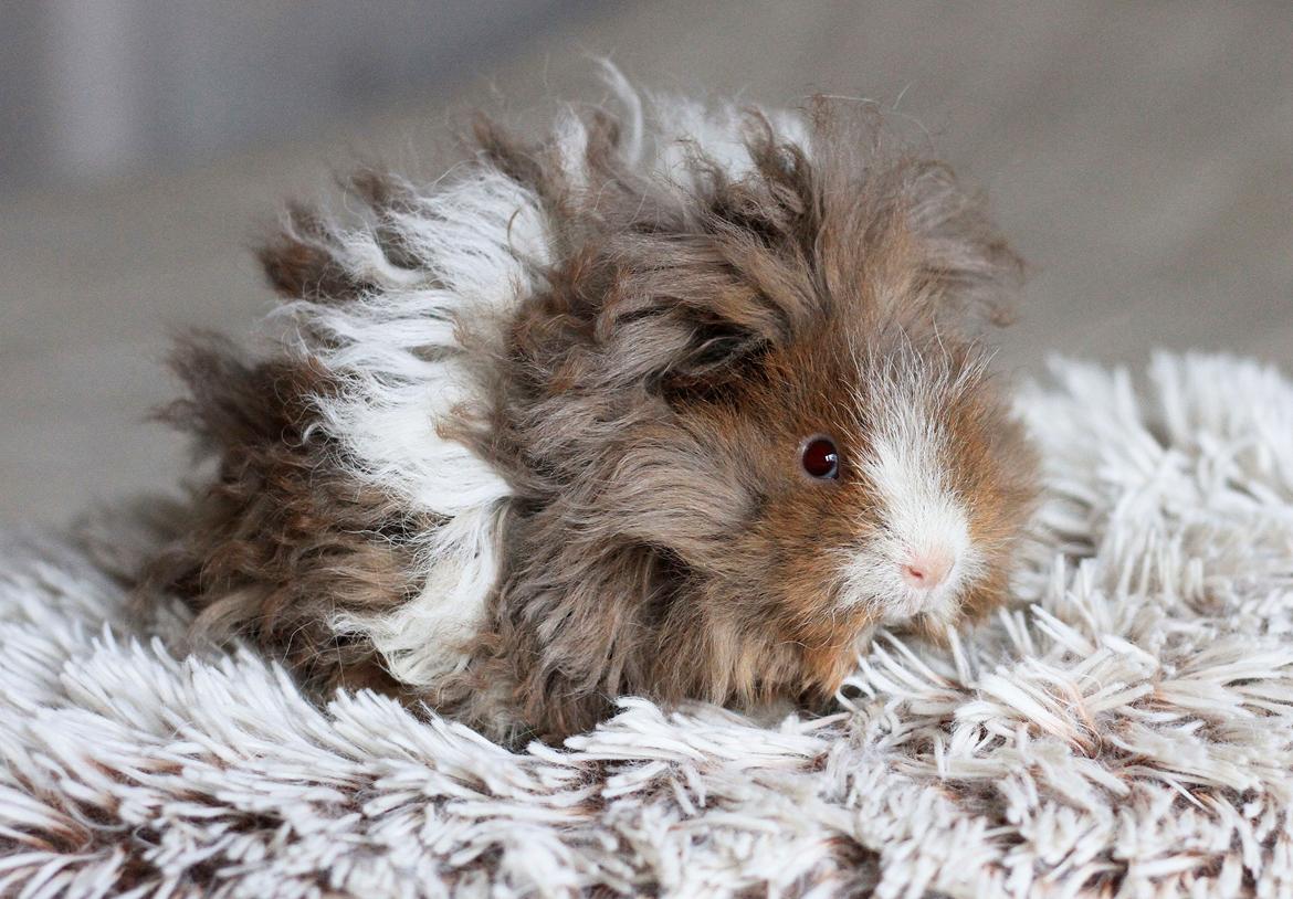 Marsvin Dramaqueen's Therapigs Glamour (SE) billede 9