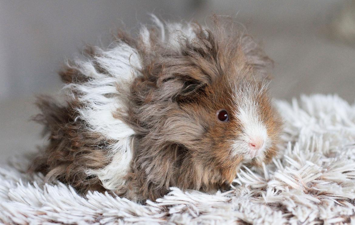 Marsvin Dramaqueen's Therapigs Glamour (SE) billede 10