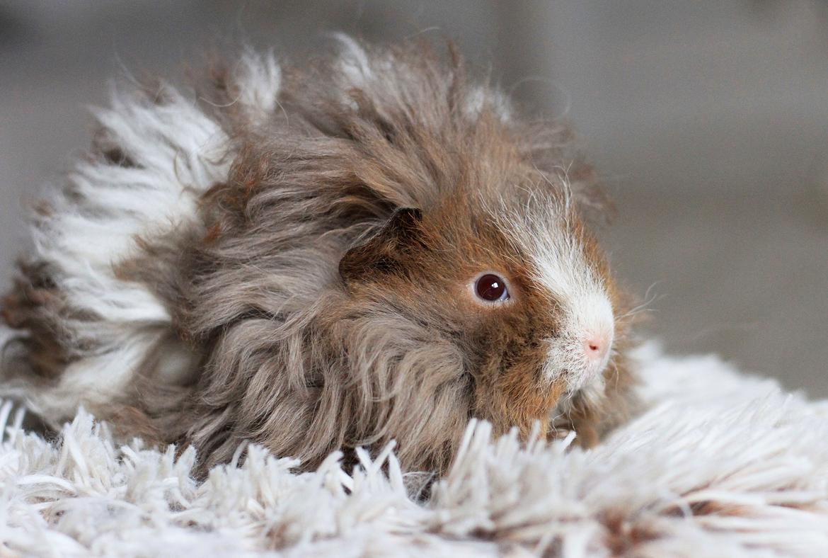 Marsvin Dramaqueen's Therapigs Glamour (SE) billede 11