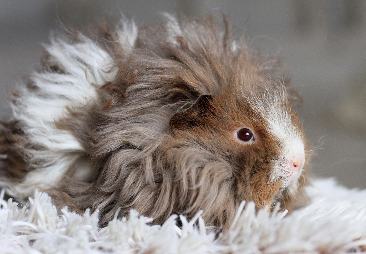 Marsvin Dramaqueen's Therapigs Glamour (SE) billede 12