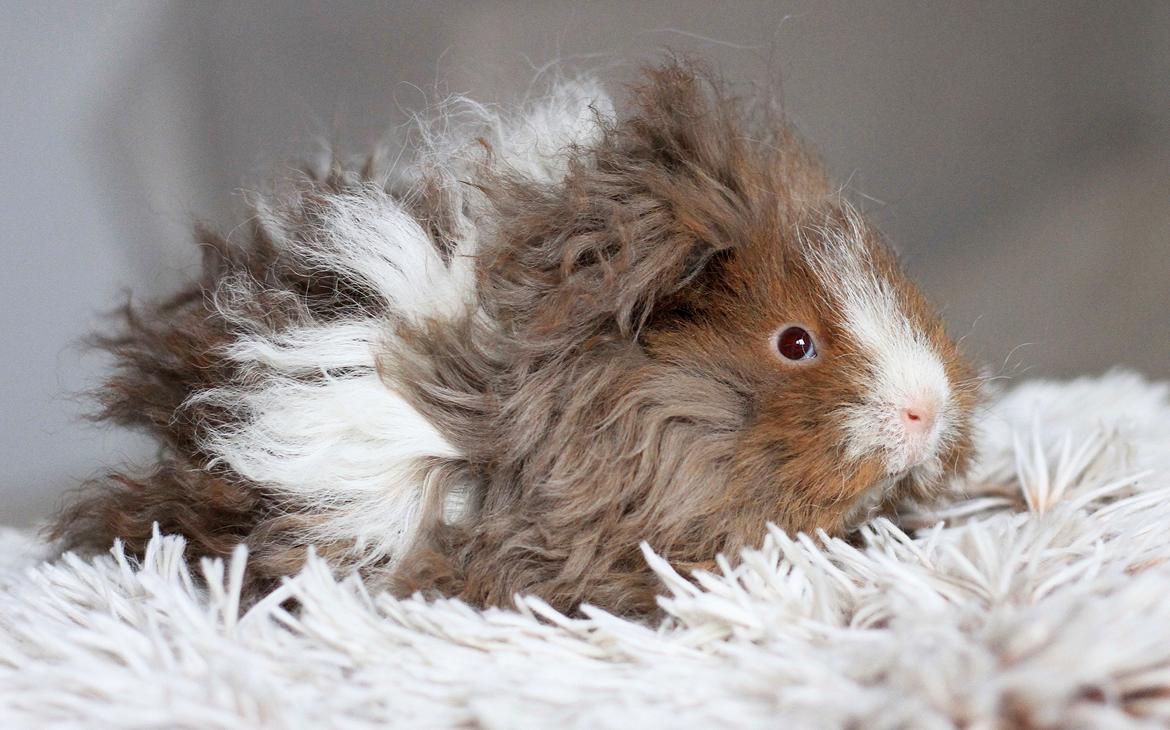 Marsvin Dramaqueen's Therapigs Glamour (SE) billede 13