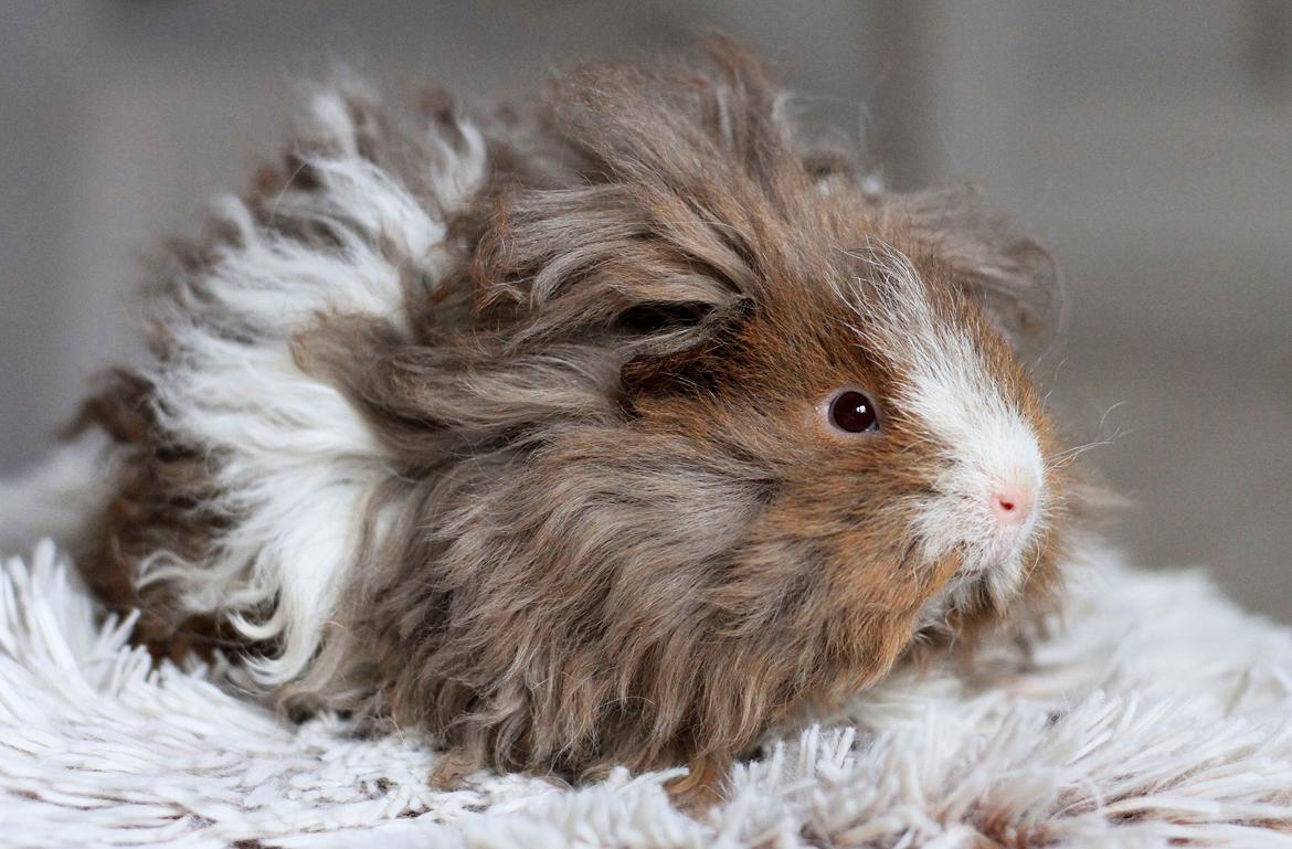 Marsvin Dramaqueen's Therapigs Glamour (SE) billede 14