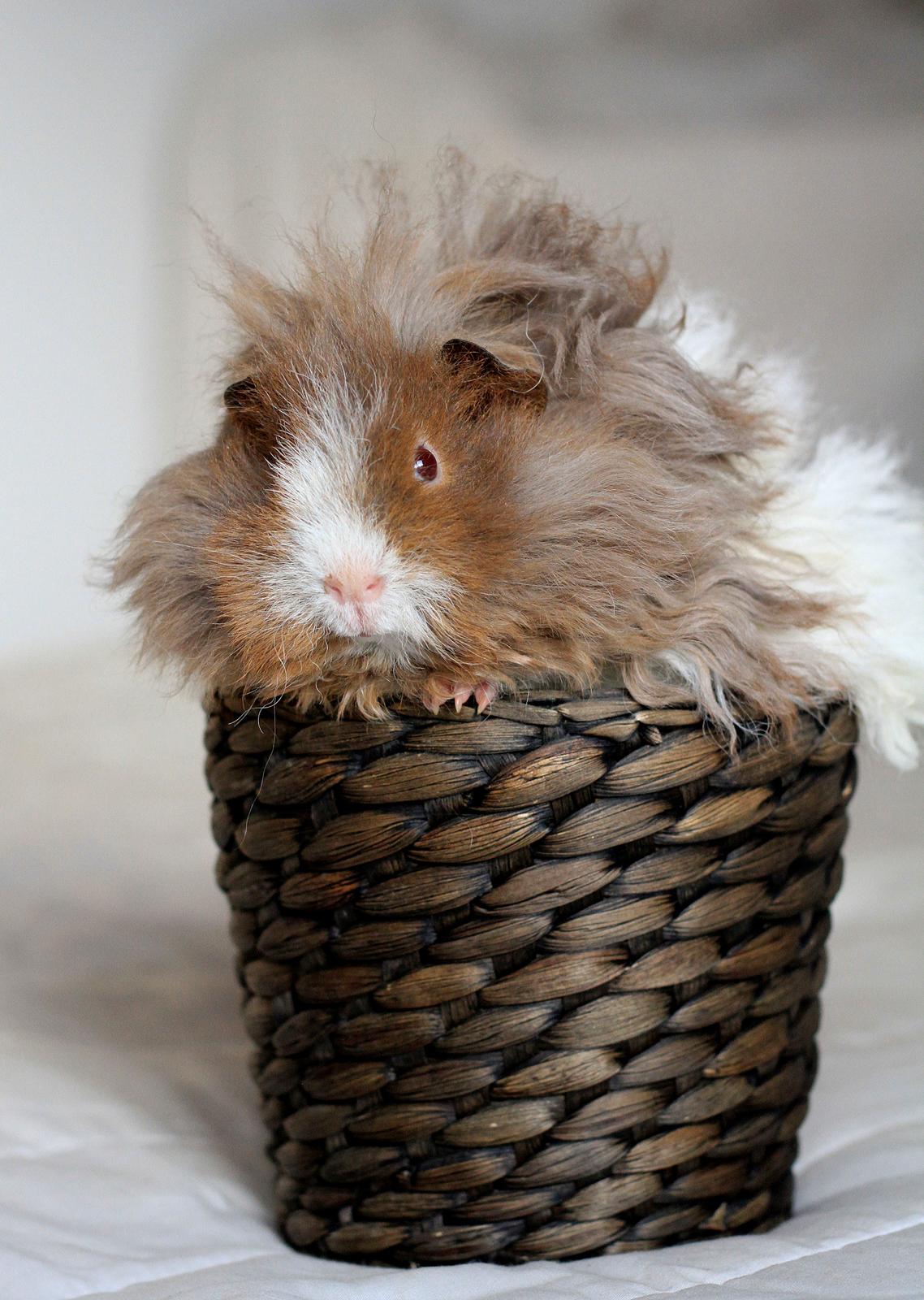 Marsvin Dramaqueen's Therapigs Glamour (SE) billede 15