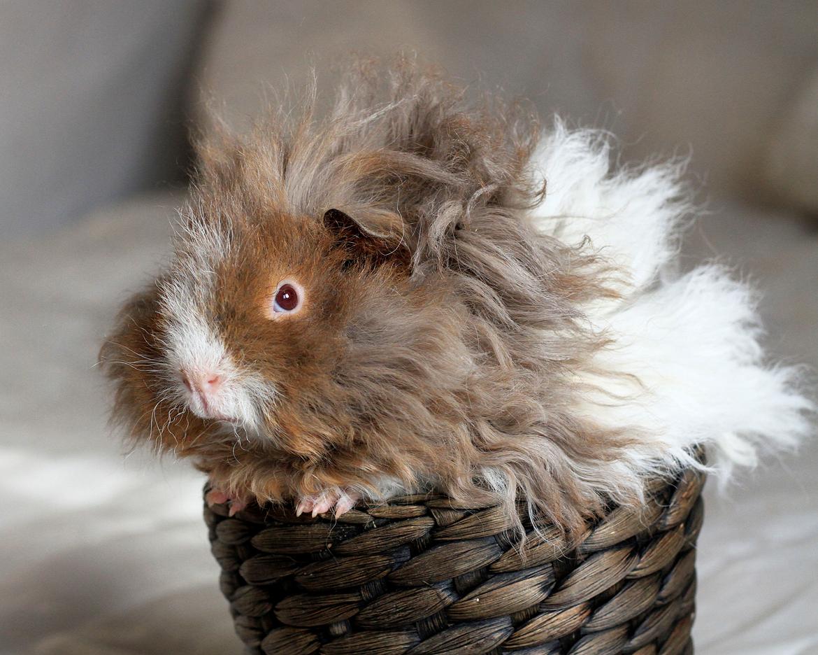 Marsvin Dramaqueen's Therapigs Glamour (SE) billede 16