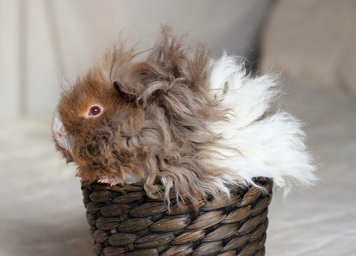 Marsvin Dramaqueen's Therapigs Glamour (SE) billede 17