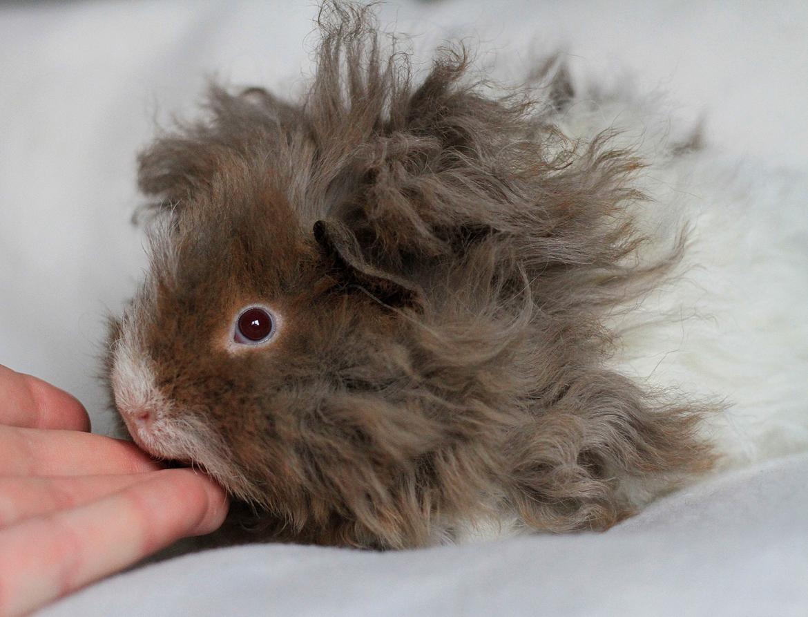 Marsvin Dramaqueen's Therapigs Glamour (SE) billede 6