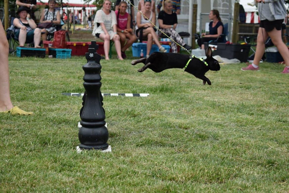 Kanin Black Beauty billede 2