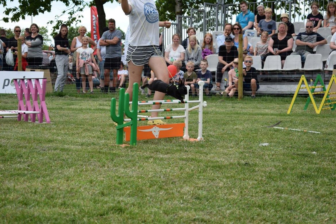 Kanin Black Beauty billede 13