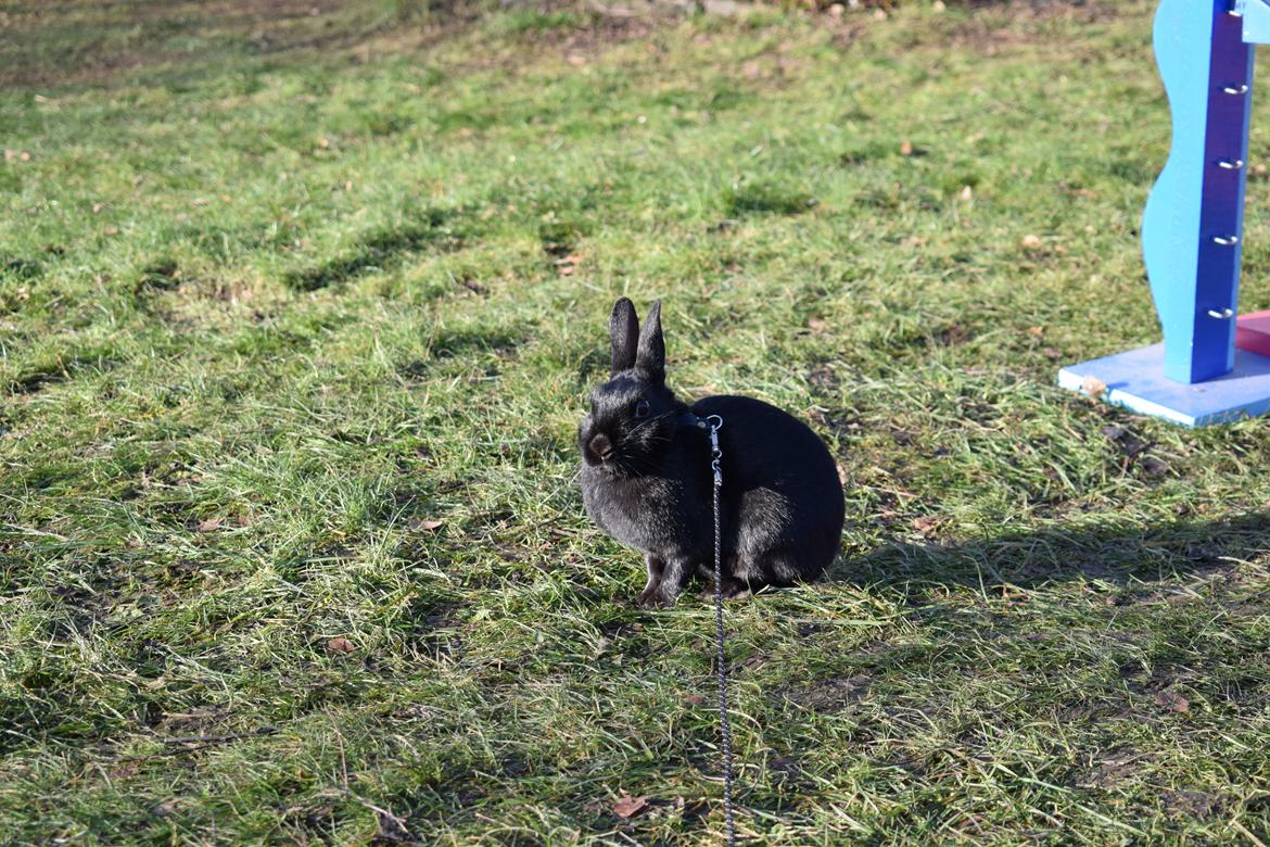 Kanin Black Beauty billede 14