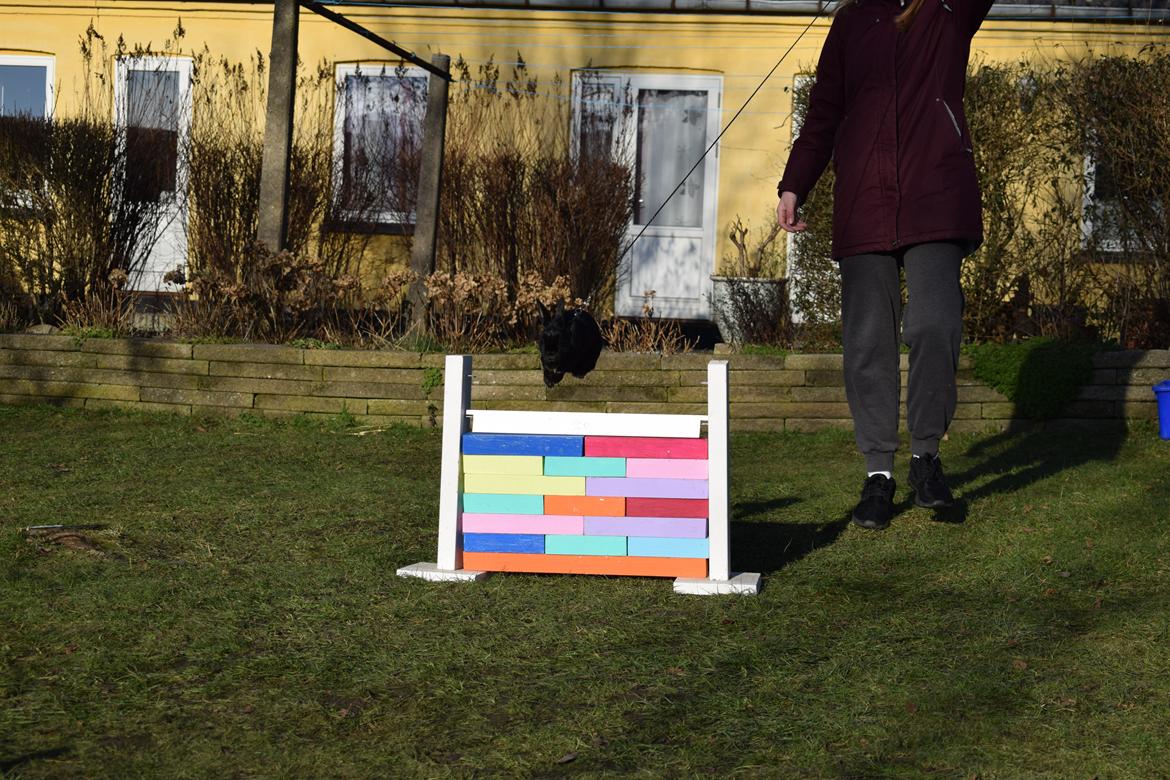 Kanin Black Beauty billede 4