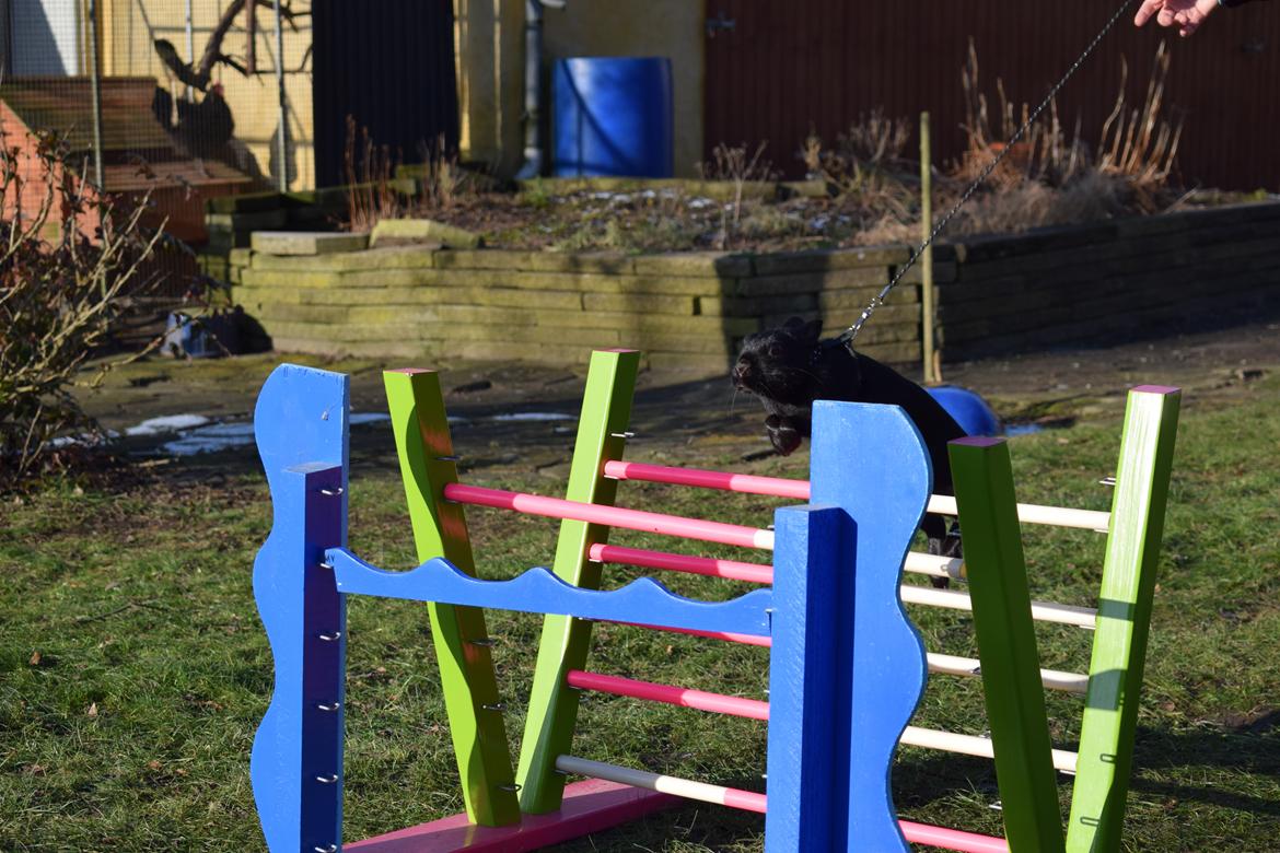 Kanin Black Beauty billede 3