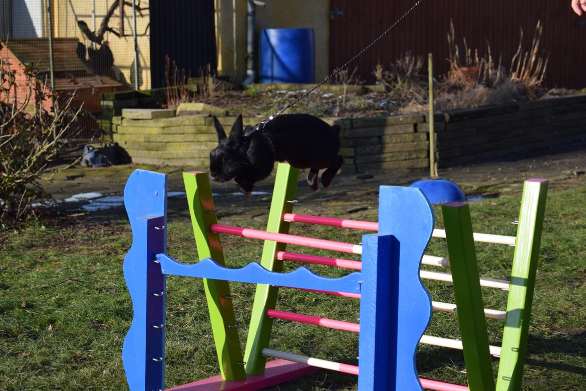 Kanin Black Beauty billede 1