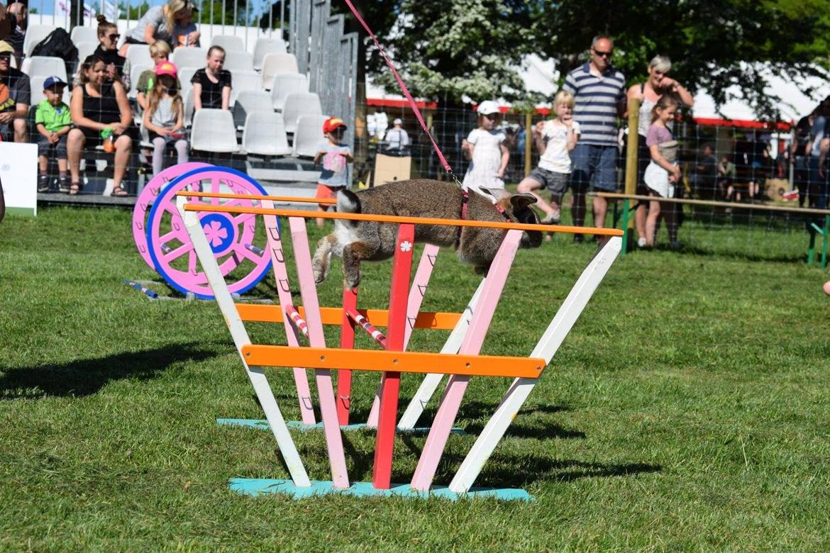 Kanin Funnys Timenta billede 3