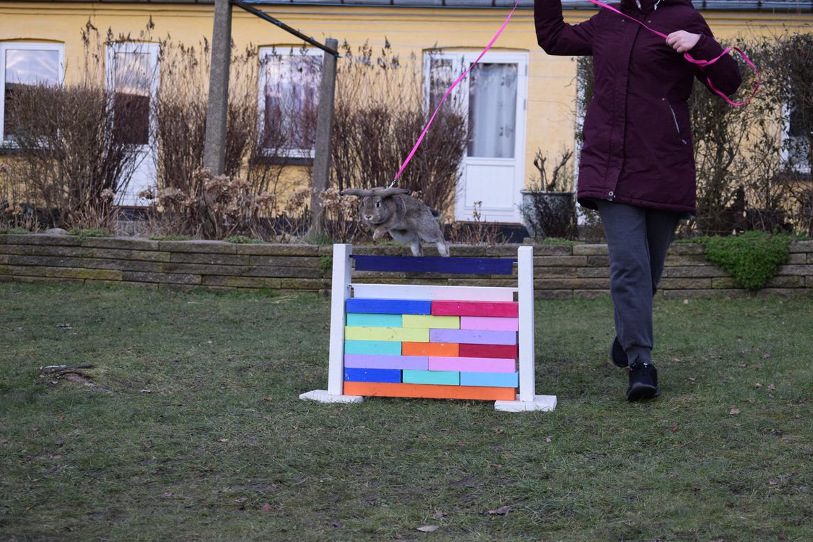 Kanin Funnys Timenta billede 9