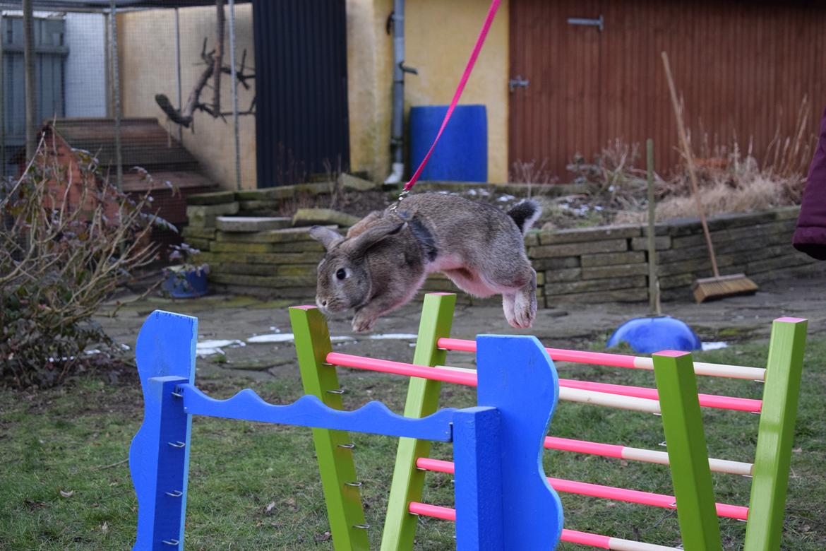 Kanin Funnys Timenta billede 1