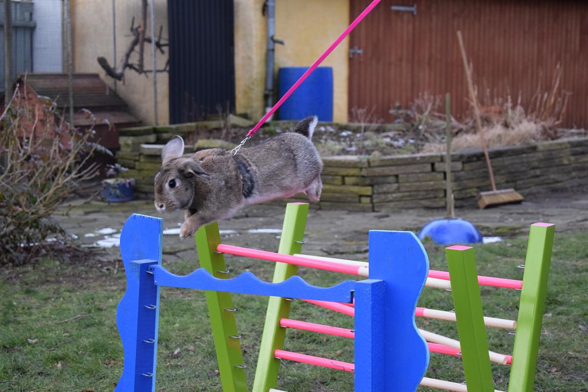 Kanin Funnys Timenta billede 13