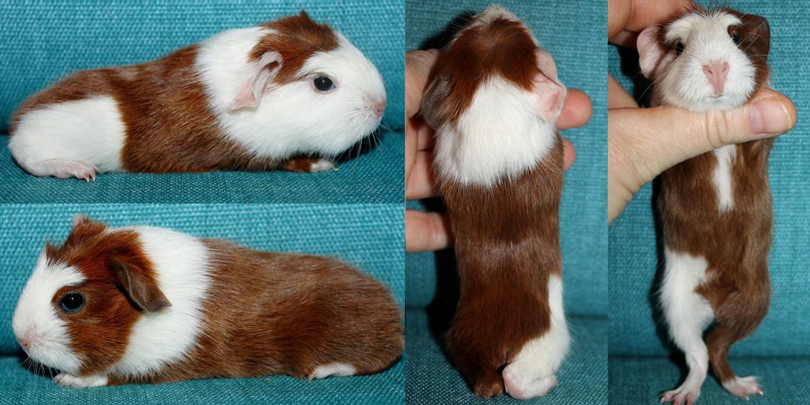 Marsvin Koreskas ROSE-LILY billede 1