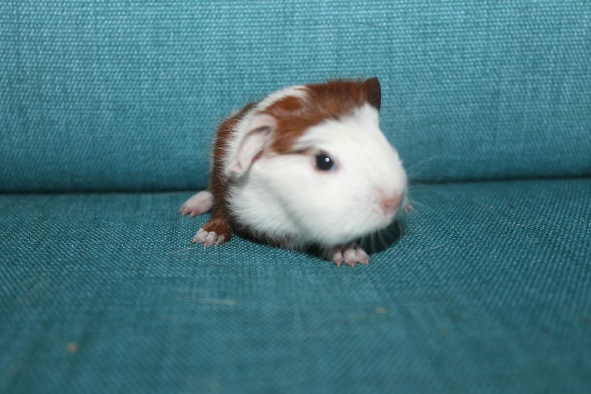 Marsvin Koreskas ROSE-LILY billede 3