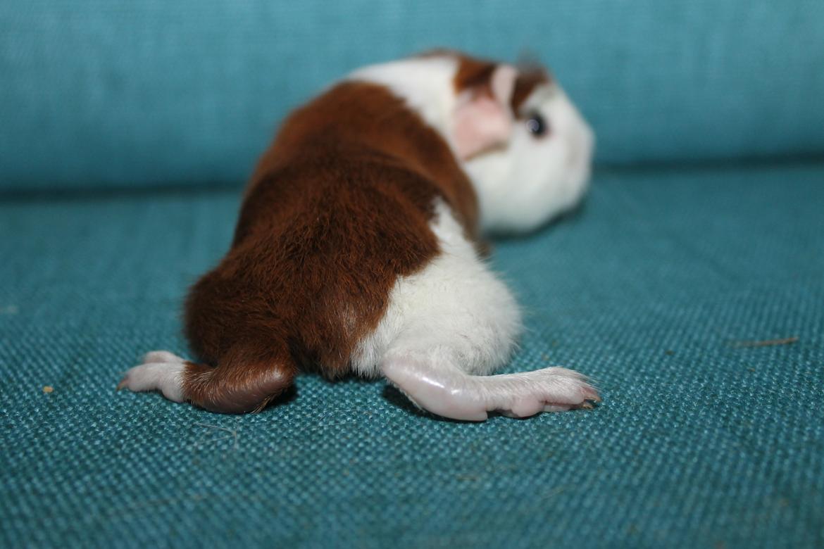 Marsvin Koreskas ROSE-LILY billede 4