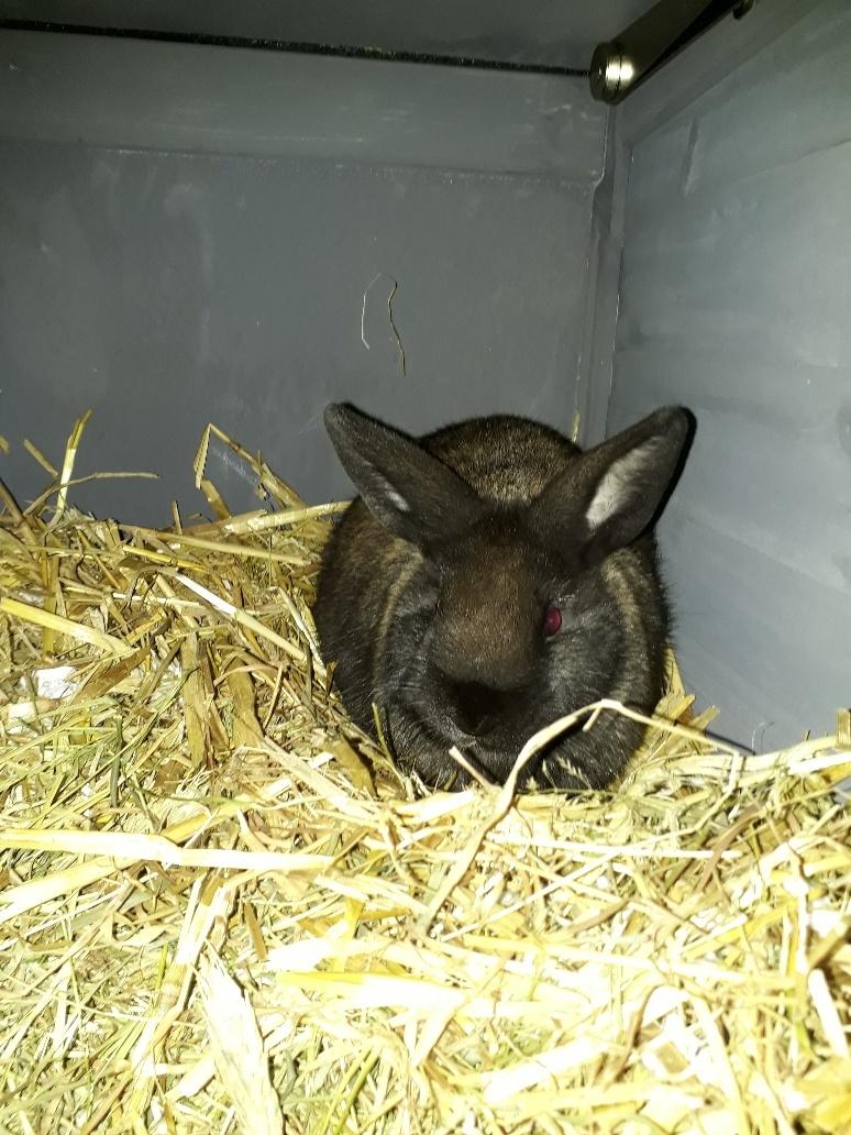 Kanin Prinsesse Mia Moore The Cadenca (Cadence) - søde pige billede 8