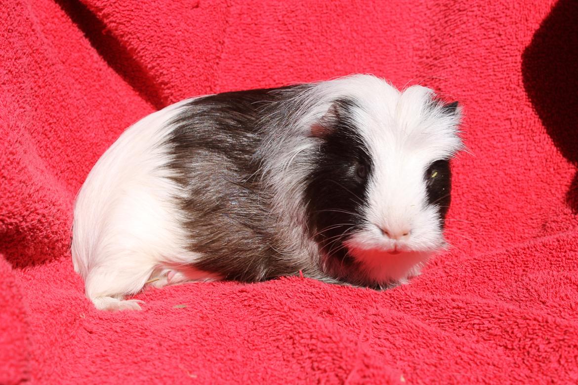 Marsvin SMILLA fra Køge billede 13