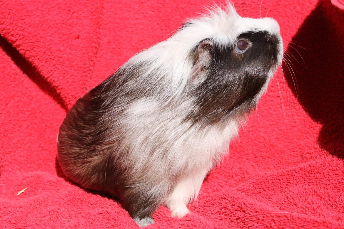 Marsvin SMILLA fra Køge billede 15