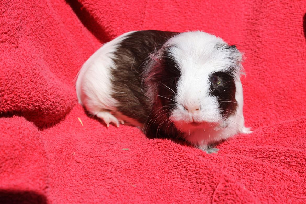 Marsvin SMILLA fra Køge billede 14